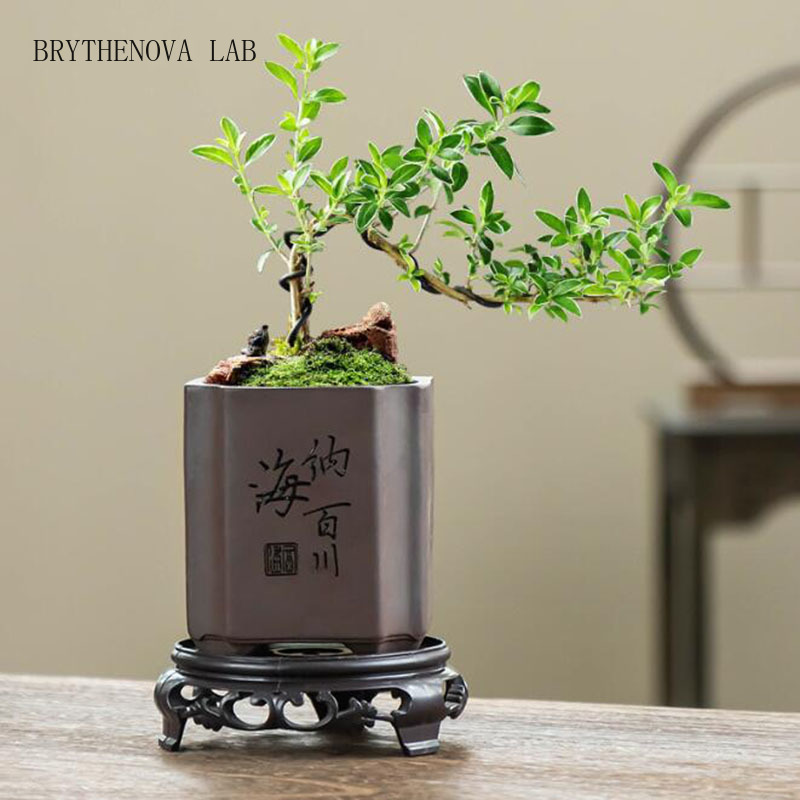 Bonsai Garden Europe - Vase à Bonsaï en Argile Violette