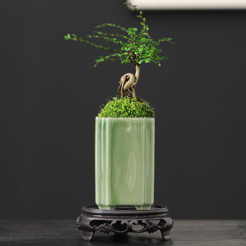 Bonsai Garden Europe - Pot de fleurs carré en porcelaine,