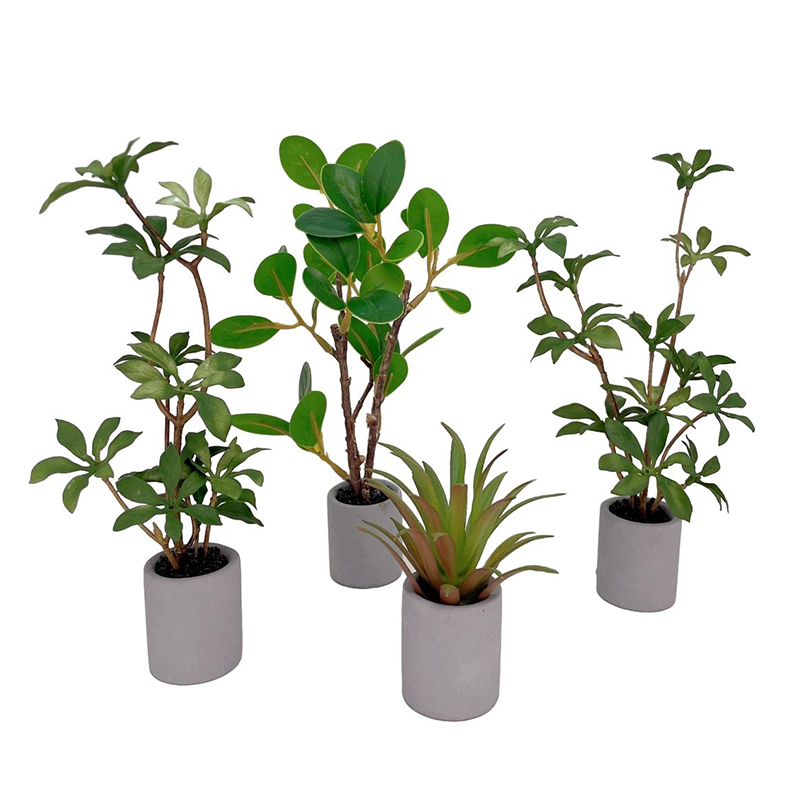 Plantes miniatures en pot pour - Bonsai Garden Pot avis et prix