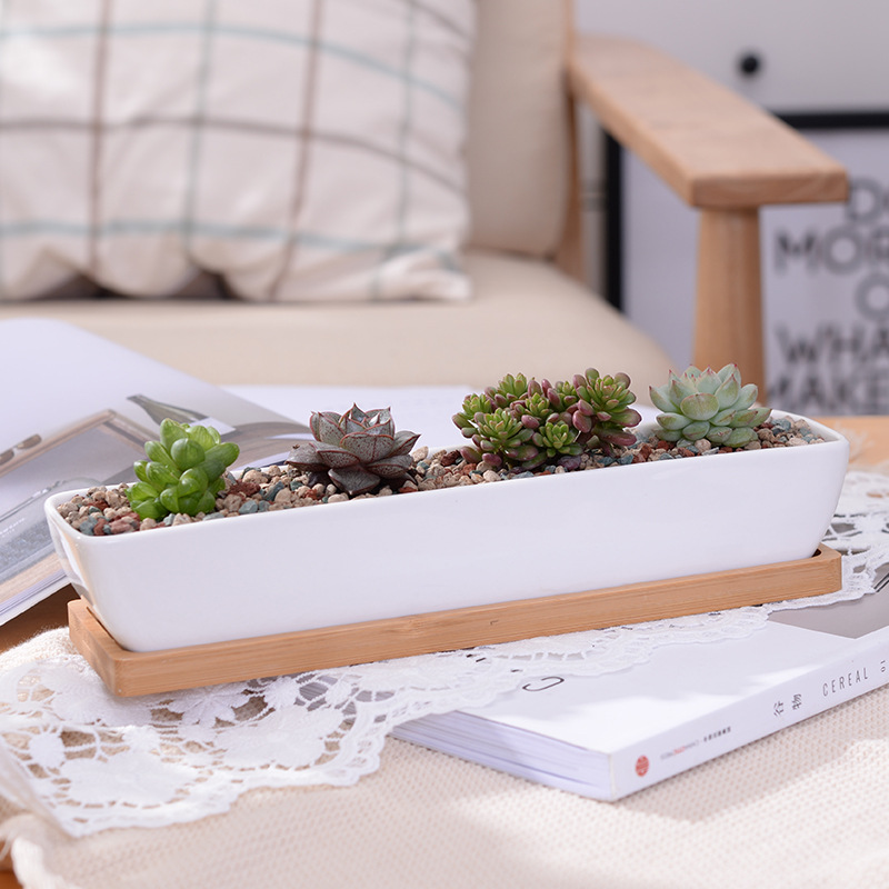Pot de jardinière succulente e - Bonsai Tree Zen Garden avis et prix