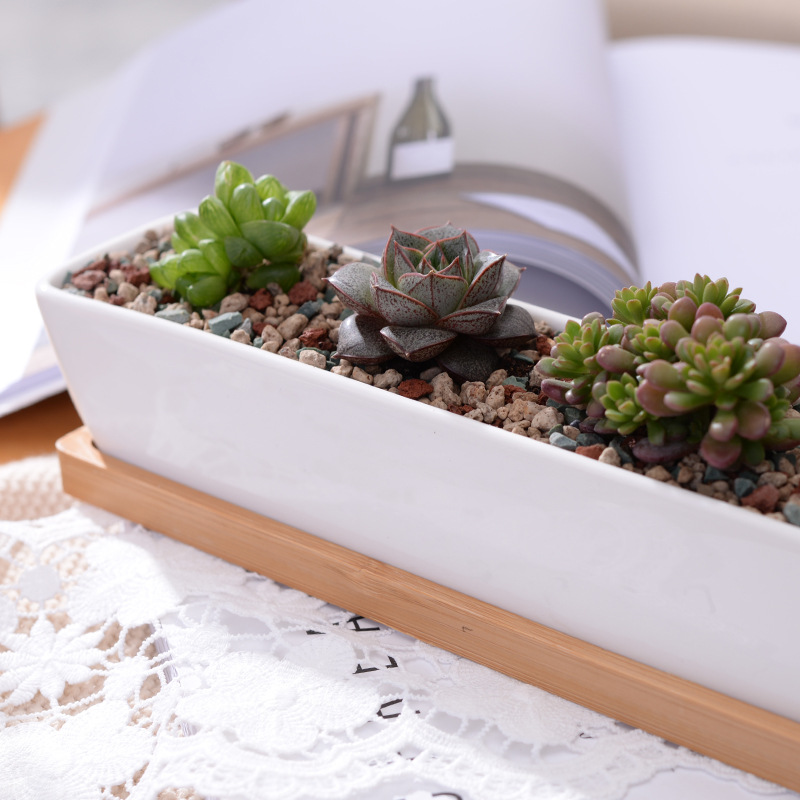 Pot de jardinière succulente e - Bonsai Tree Zen Garden avis et prix