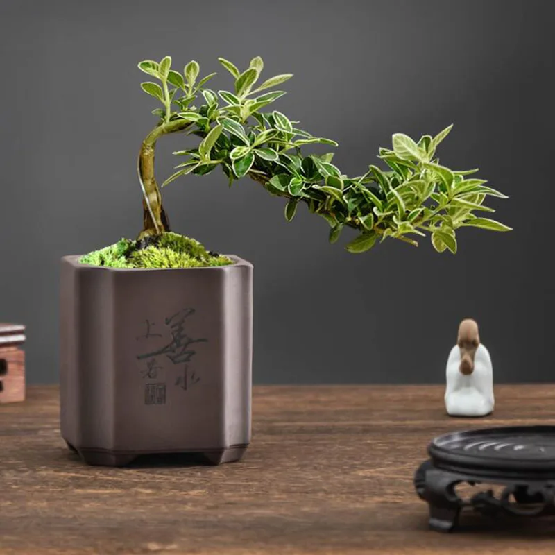 Vase à Bonsaï en Argile Violet - Bonsai Garden Europe avis et prix
