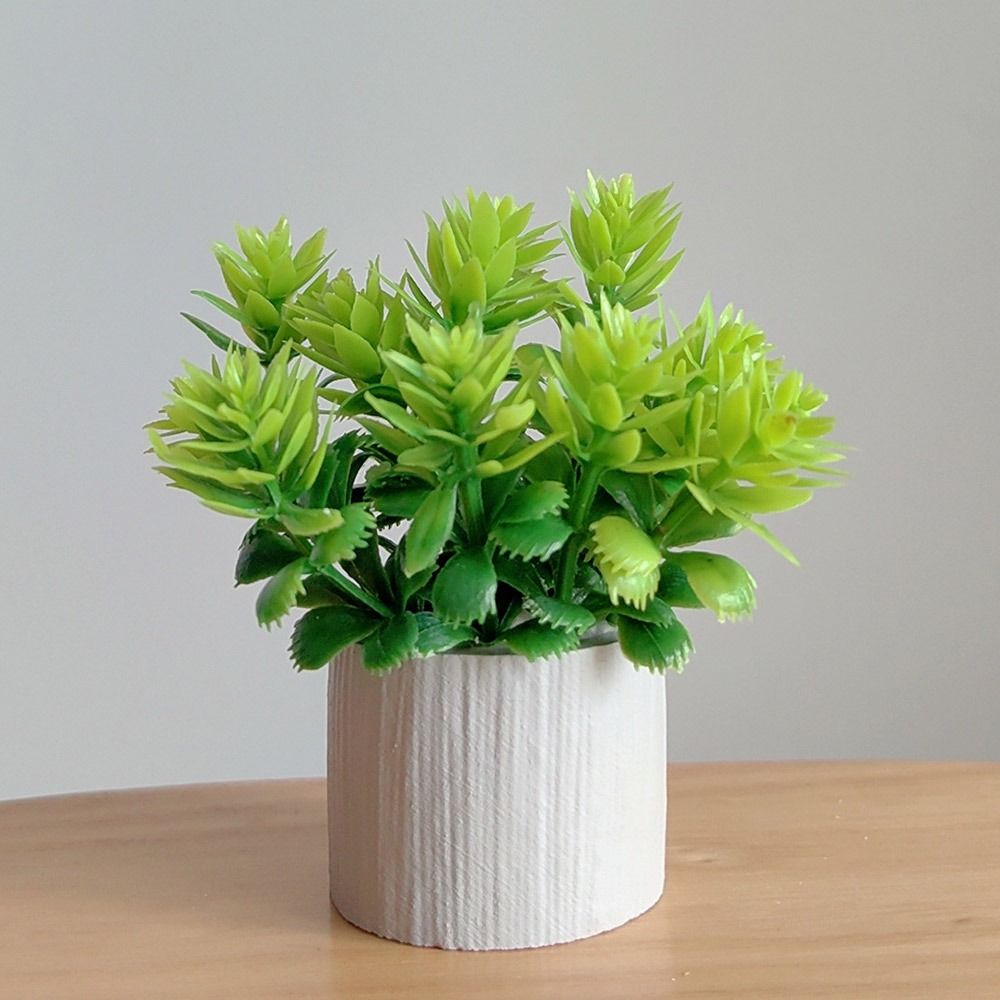 Plante en pot miniature à l'éc - Bonsai Garden Europe avis et prix