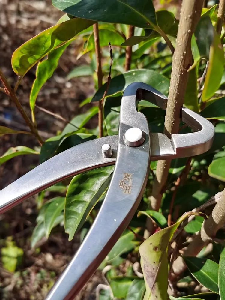 Ensemble d'outils professionne - Concave Branch Cutter avis et prix