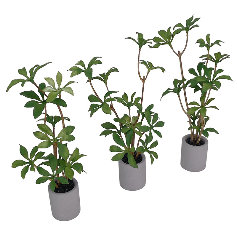 Plante l'inventaire en pot pou - Bonsai Garden Pot avis et prix