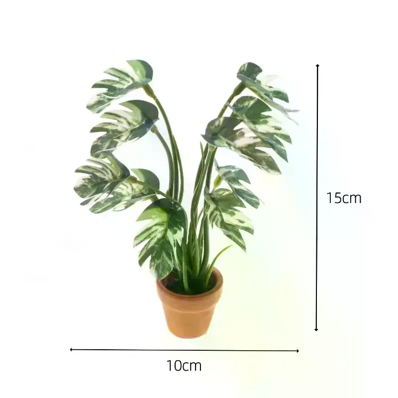 Miniature de plante verte Mons - Bonsai Garden Europe avis et prix