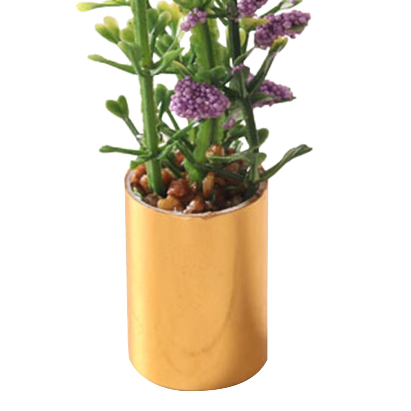 Ornement de plante miniature e - Bonsai Garden Europe avis et prix