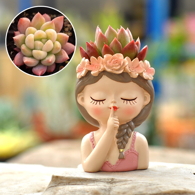 Pot de fleurs succulentes féer - Bonsai Tree Zen Garden avis et prix